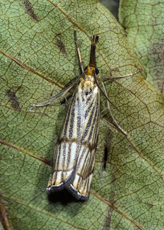 Chrysocrambus craterellus e cassentiniellus